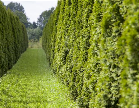 AUSGEHECKT! AUSGEHECKT!