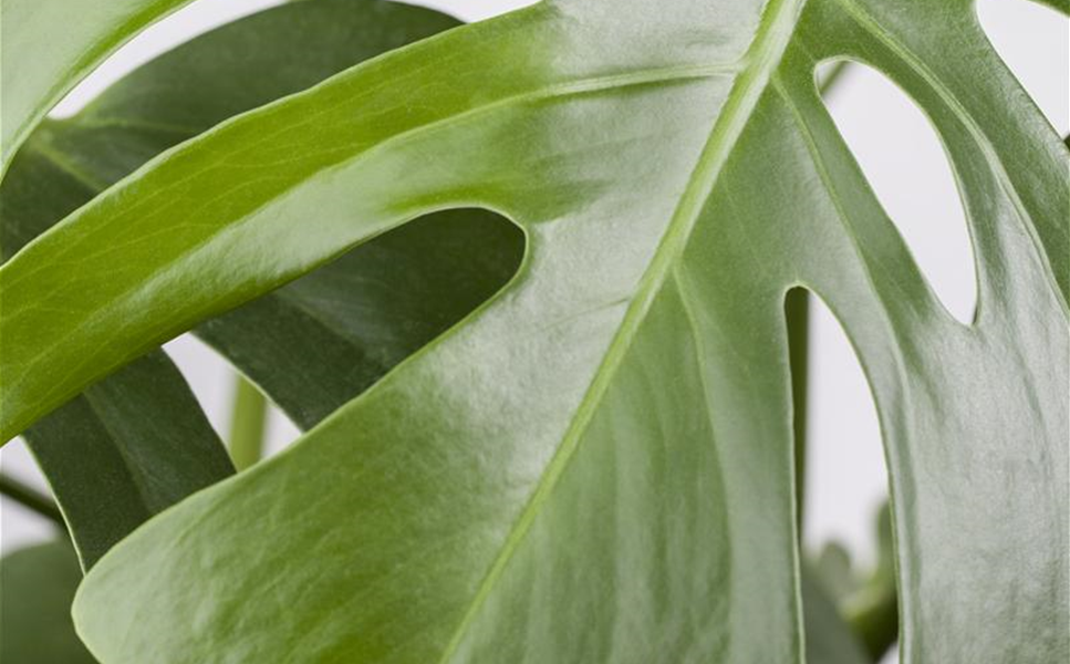 Zimmerpflanzen - Blätter und Blüten