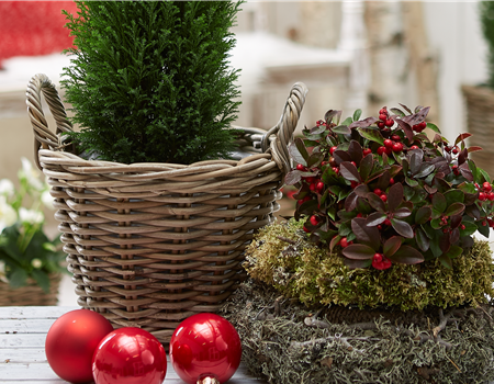 IMMERGRüNE OUTDOORSTARS