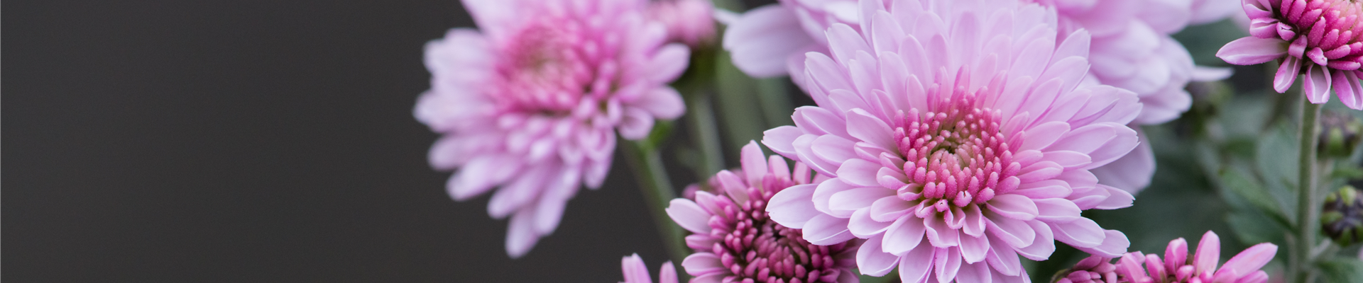 CHRYSANTHEME
