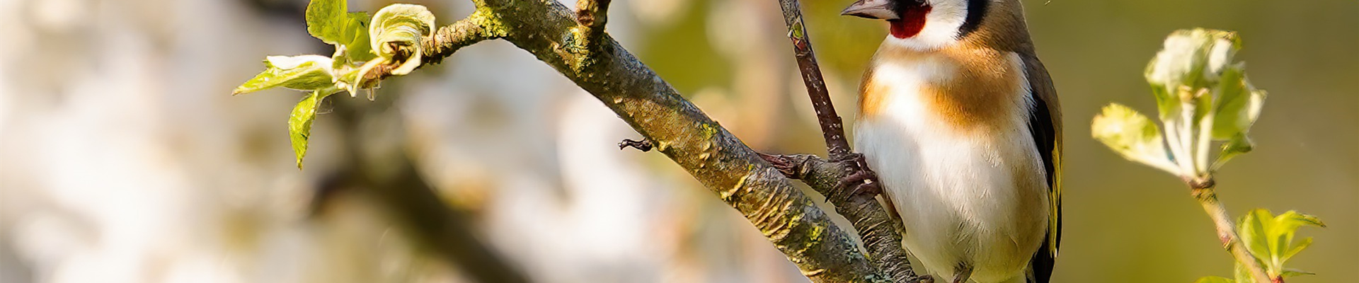 GARTENTIER DES JAHRES - STIEGLITZ