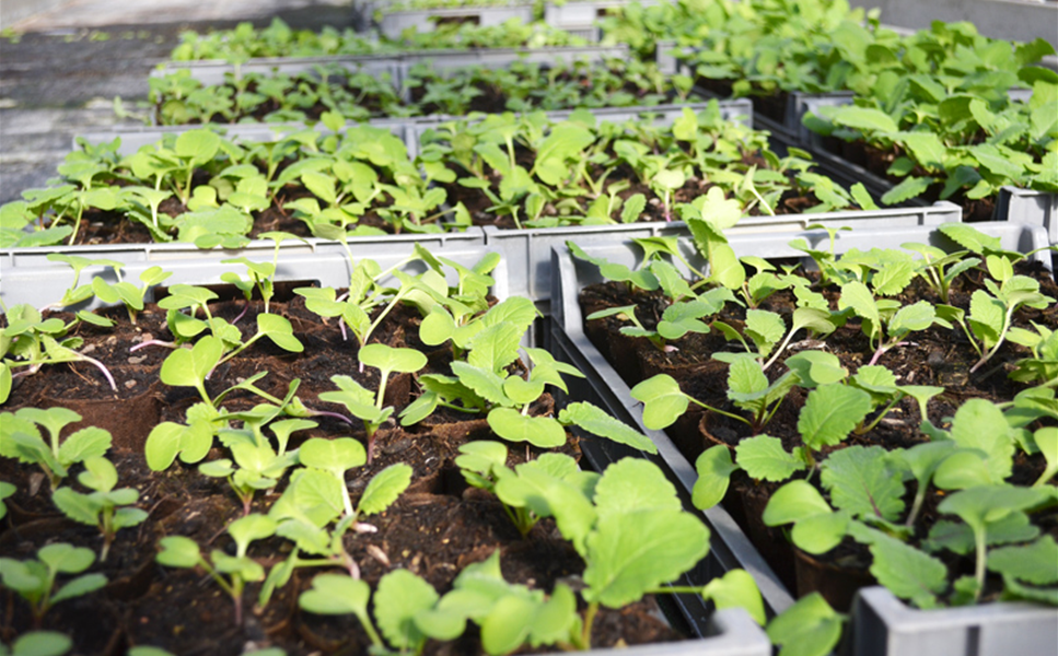 EIGENPRODUKTION - PFLANZEN DIREKT VOM GARTENCENTER BAYERSTORFER