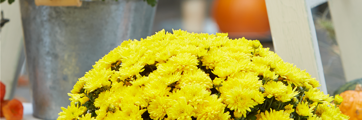 BLüTEN FüR DEN HERBSTBALKON!