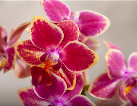 DIE ORCHIDEEN-KLASSIKER