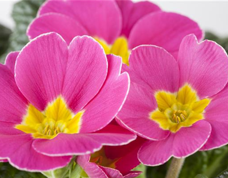 APRIL, APRIL – DER MACHT WAS ER WILL!