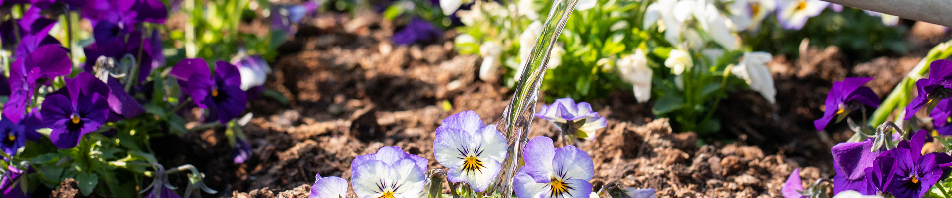 Hornveilchen gießen