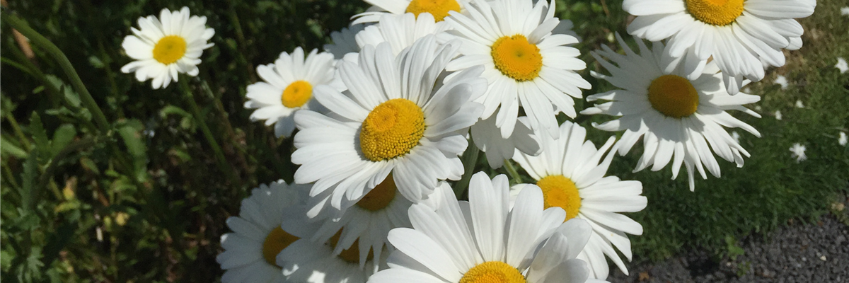 SOMMERMARGERITE