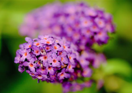 Sommerflieder