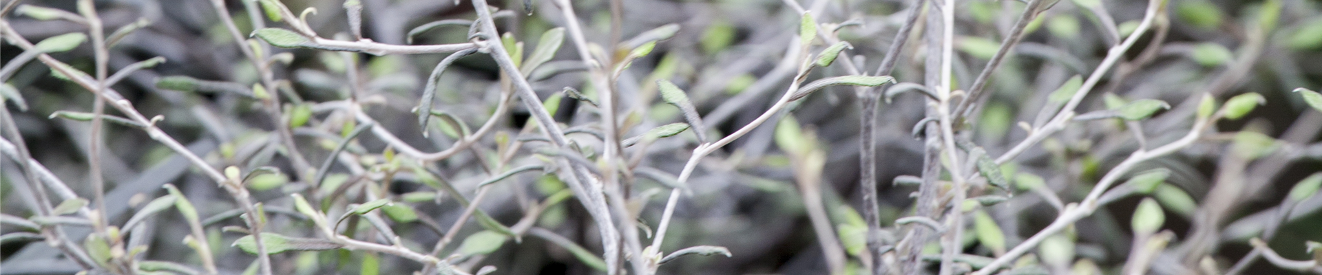 Corokia cotoneaster