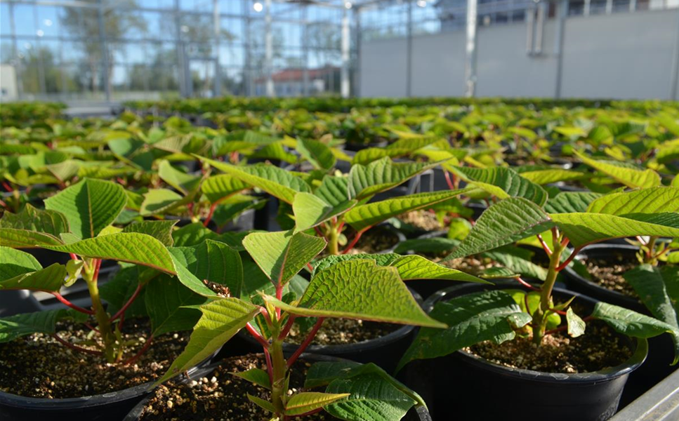 Pflanzen-/ Eigenproduktion - PFLANZEN DIREKT VOM GARTENCENTER BAYERSTORFER