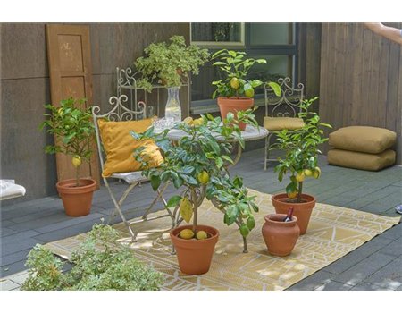 EIN GANZ BESONDERER DUFT LIEGT IN DER FRüHLINGSLUFT!