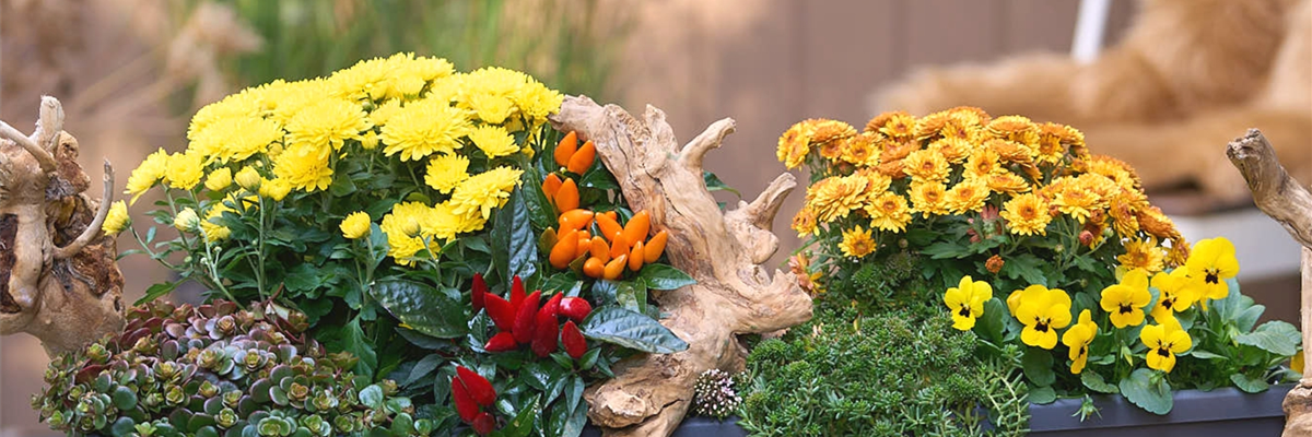 BLüTEN FüR DEN HERBSTBALKON!