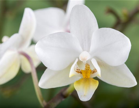 DAS GROSSE ORCHIDEEN EINMALEINS!