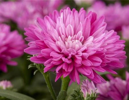 ASTERN - DIE STARS IM GARTEN ASTERN - DIE STARS IM GARTEN