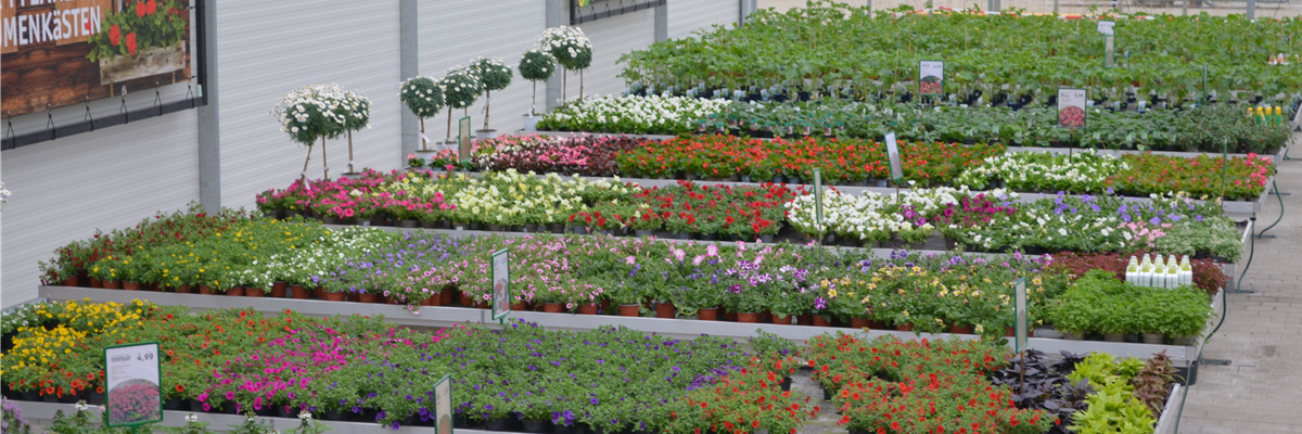 Pflanzen aus eigener Produktion_Gärtnerei_Gartencenter_Blumen_Bayerstorfer_Bayersdorfer
