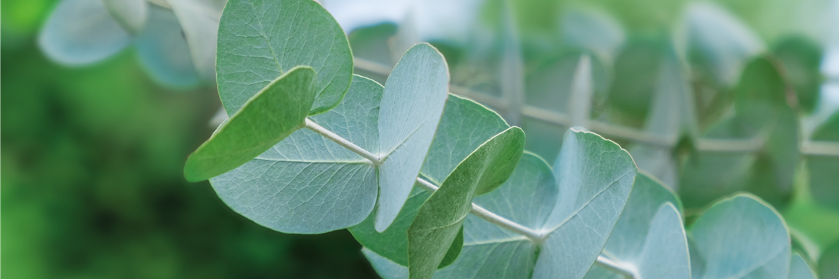PFLANZE DES MONATS NOVEMBER: EUKALYPTUS