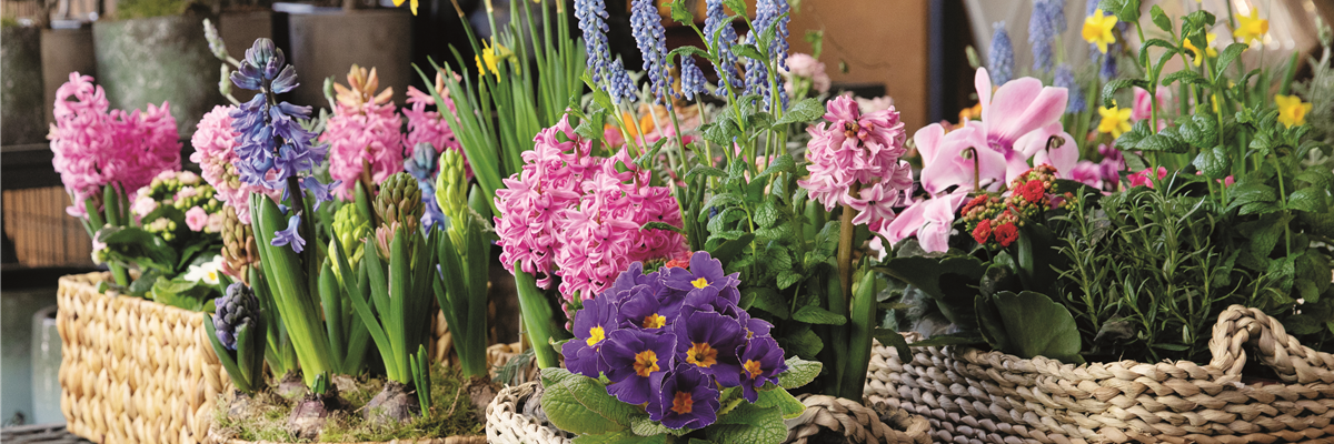 HALLO, DU BUNTER FRüHLING! 