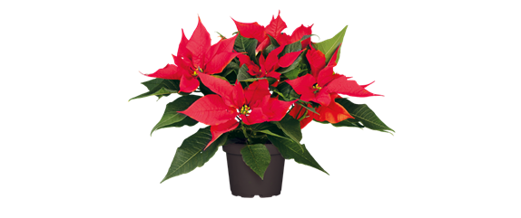 WEIHNACHTEN BEGINNT ZUHAUSE!