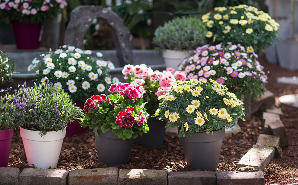 26. April 2026 - Tag der offenen Gärtnerei