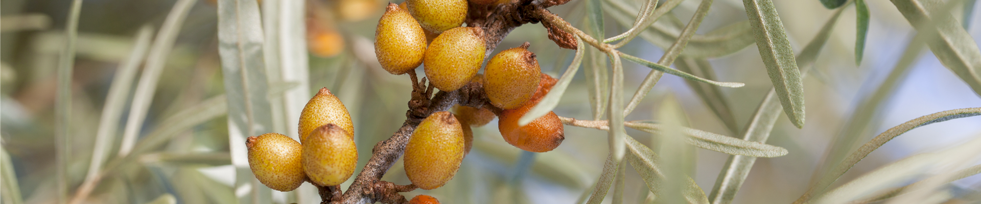 Hippophae rhamnoides